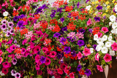 Traditional flowered balcony at the Alps and Dolomites. Colorful flowers on balcony. Summer time. Mix of flowers and colors. General contest of the European Alps