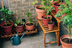 Vegetable garden on balcony of apartment with plants growing on ceramic pots